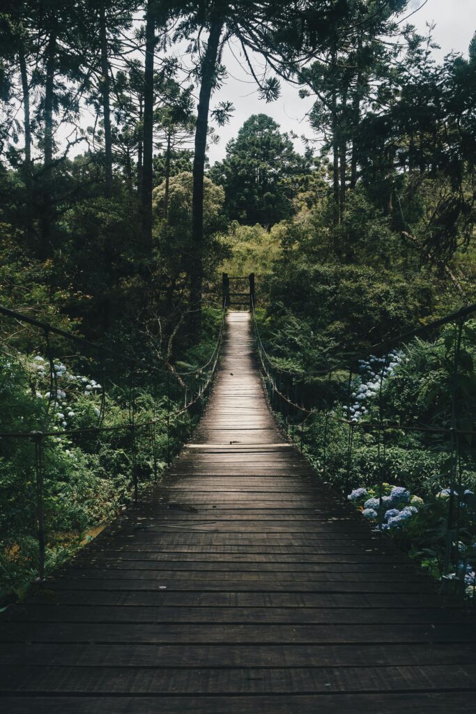 Experience tranquility on a wooden bridge surrounded by lush greenery in a peaceful forest setting.